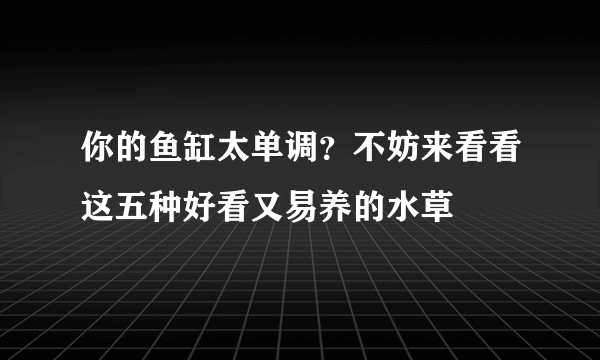 你的鱼缸太单调？不妨来看看这五种好看又易养的水草