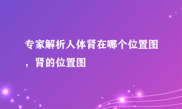 专家解析人体肾在哪个位置图，肾的位置图