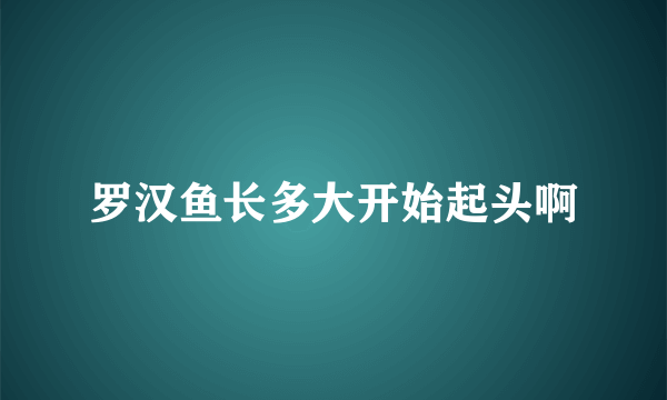 罗汉鱼长多大开始起头啊