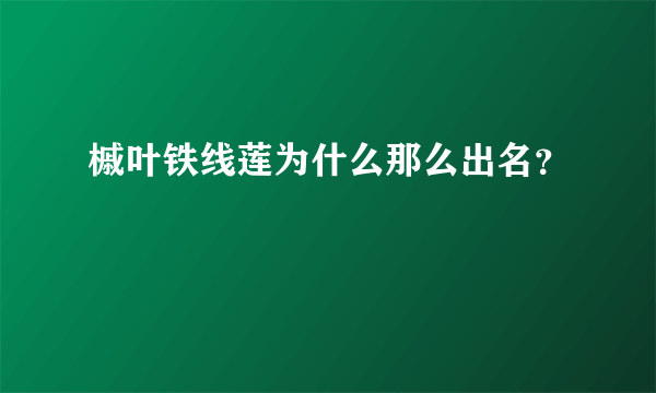 槭叶铁线莲为什么那么出名？