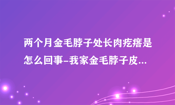 两个月金毛脖子处长肉疙瘩是怎么回事-我家金毛脖子皮肤下有个肉疙瘩是怎么回事啊？