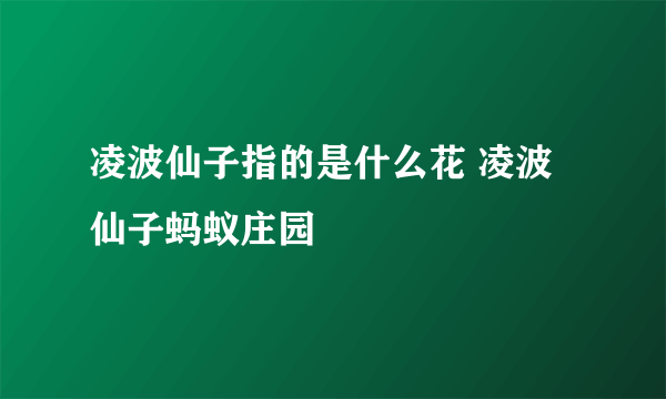 凌波仙子指的是什么花 凌波仙子蚂蚁庄园