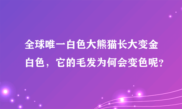 全球唯一白色大熊猫长大变金白色，它的毛发为何会变色呢？