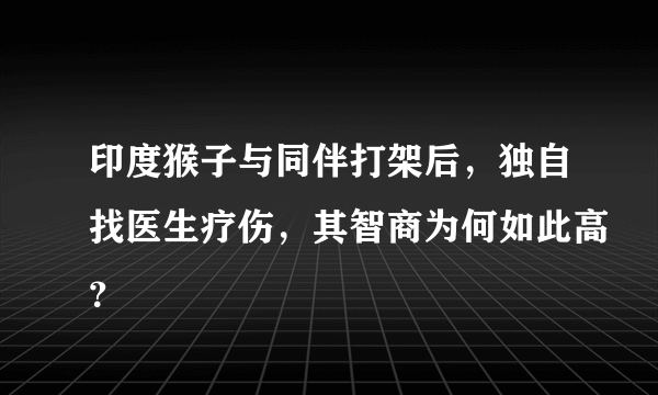 印度猴子与同伴打架后，独自找医生疗伤，其智商为何如此高？