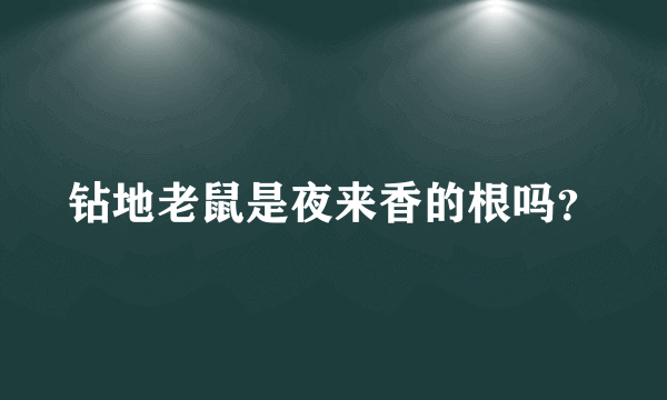 钻地老鼠是夜来香的根吗？