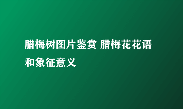 腊梅树图片鉴赏 腊梅花花语和象征意义