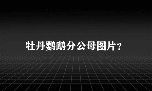 牡丹鹦鹉分公母图片？