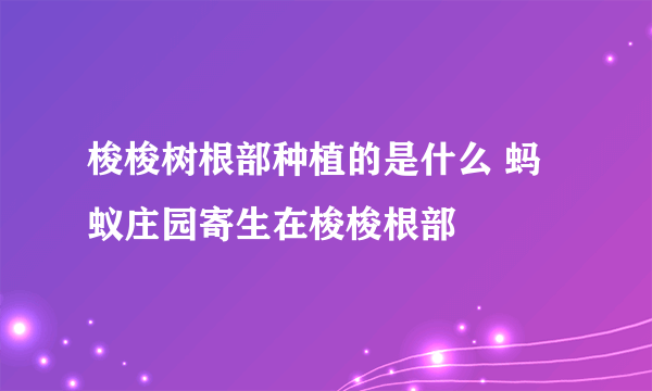 梭梭树根部种植的是什么 蚂蚁庄园寄生在梭梭根部