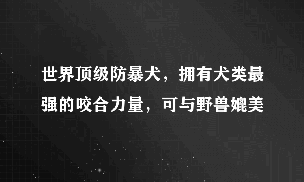 世界顶级防暴犬，拥有犬类最强的咬合力量，可与野兽媲美