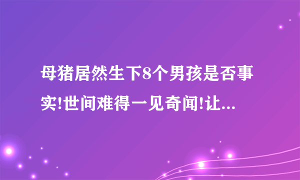 母猪居然生下8个男孩是否事实!世间难得一见奇闻!让大家很难以相信!