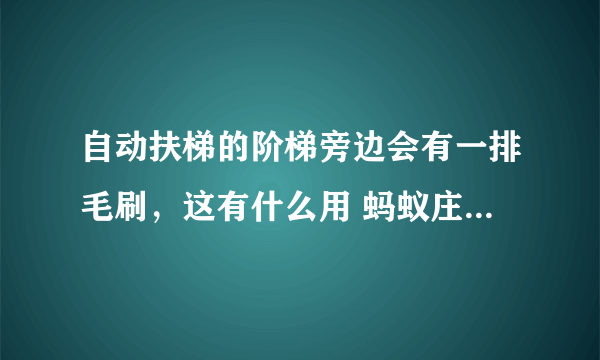 自动扶梯的阶梯旁边会有一排毛刷，这有什么用 蚂蚁庄园今日答案7月29日