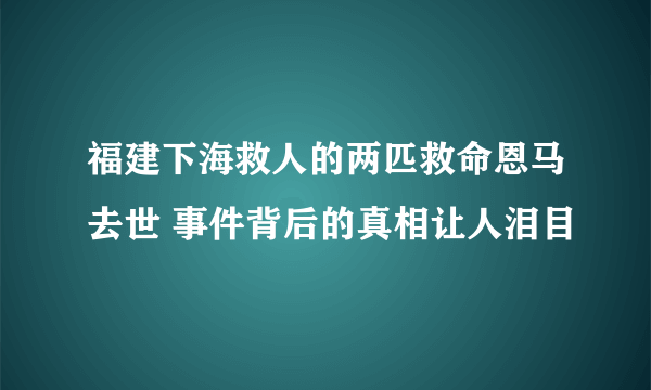 福建下海救人的两匹救命恩马去世 事件背后的真相让人泪目