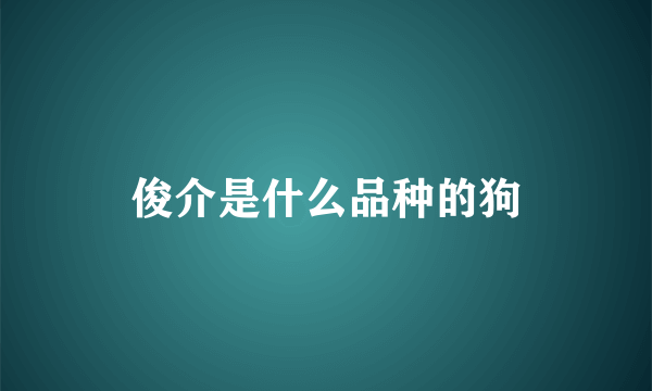 俊介是什么品种的狗