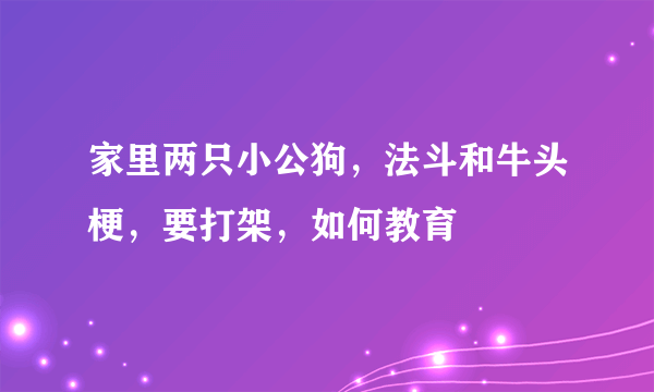 家里两只小公狗，法斗和牛头梗，要打架，如何教育