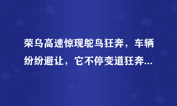 荣乌高速惊现鸵鸟狂奔，车辆纷纷避让，它不停变道狂奔存在哪些安全隐患？