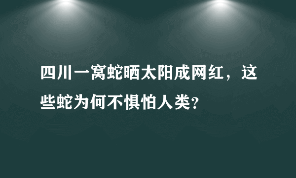 四川一窝蛇晒太阳成网红，这些蛇为何不惧怕人类？