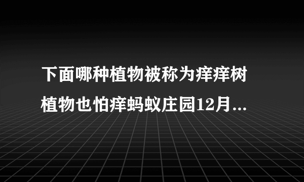 下面哪种植物被称为痒痒树 植物也怕痒蚂蚁庄园12月13日答案