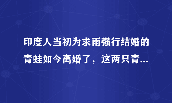 印度人当初为求雨强行结婚的青蛙如今离婚了，这两只青蛙是怎么挑选出来的？