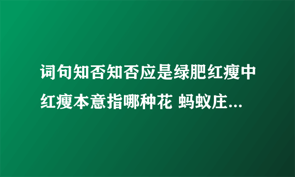 词句知否知否应是绿肥红瘦中红瘦本意指哪种花 蚂蚁庄园3月29日答案最新