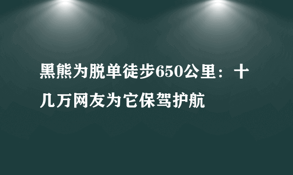 黑熊为脱单徒步650公里：十几万网友为它保驾护航