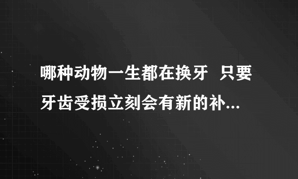 哪种动物一生都在换牙  只要牙齿受损立刻会有新的补上是什么鱼