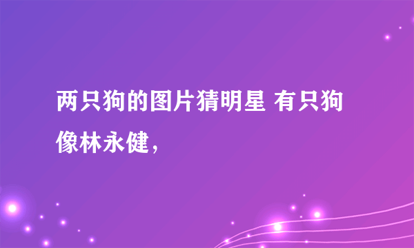 两只狗的图片猜明星 有只狗像林永健，