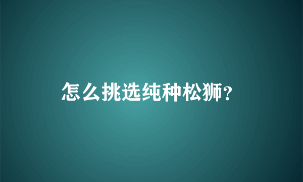 怎么挑选纯种松狮？