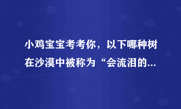 小鸡宝宝考考你，以下哪种树在沙漠中被称为“会流泪的树”？12月17日蚂蚁庄园今日答案