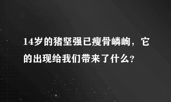 14岁的猪坚强已瘦骨嶙峋，它的出现给我们带来了什么？