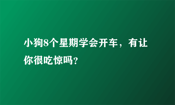 小狗8个星期学会开车，有让你很吃惊吗？