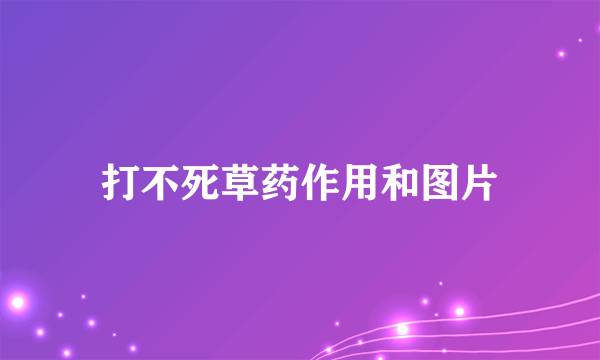 打不死草药作用和图片