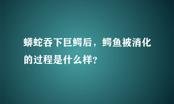 蟒蛇吞下巨鳄后，鳄鱼被消化的过程是什么样？