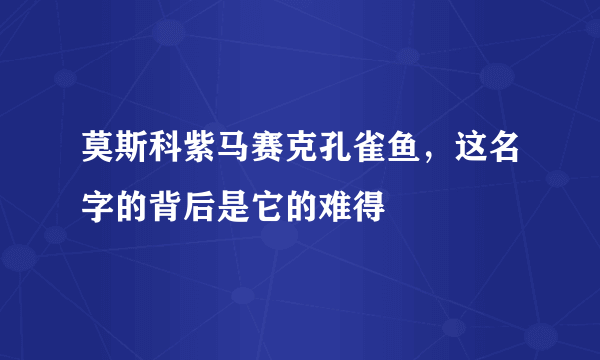 莫斯科紫马赛克孔雀鱼，这名字的背后是它的难得