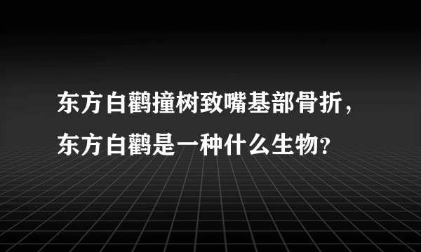 东方白鹳撞树致嘴基部骨折，东方白鹳是一种什么生物？