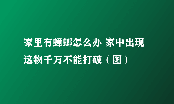 家里有蟑螂怎么办 家中出现这物千万不能打破（图）