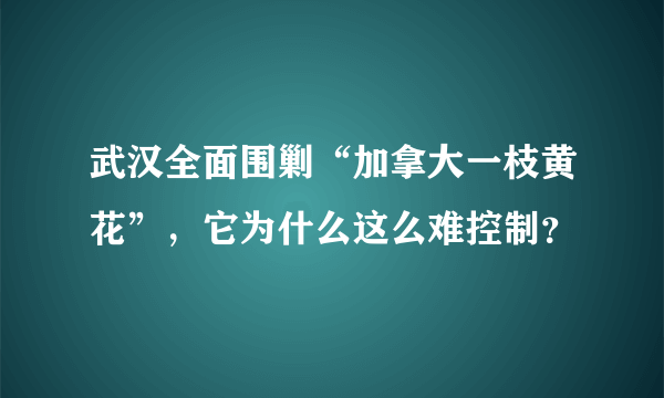 武汉全面围剿“加拿大一枝黄花”，它为什么这么难控制？