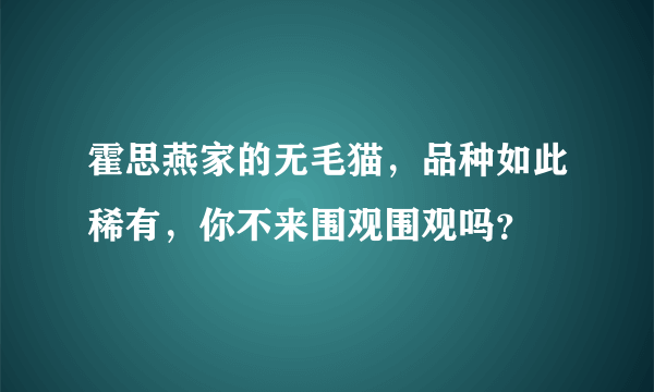 霍思燕家的无毛猫，品种如此稀有，你不来围观围观吗？