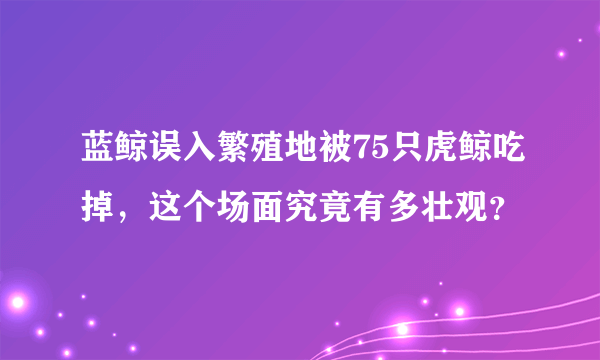 蓝鲸误入繁殖地被75只虎鲸吃掉，这个场面究竟有多壮观？