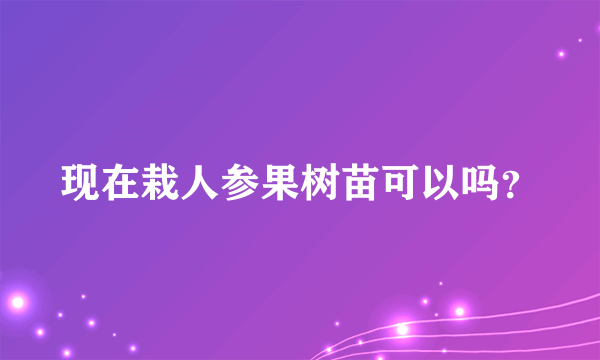 现在栽人参果树苗可以吗？