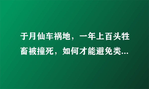 于月仙车祸地，一年上百头牲畜被撞死，如何才能避免类似事故的发生？