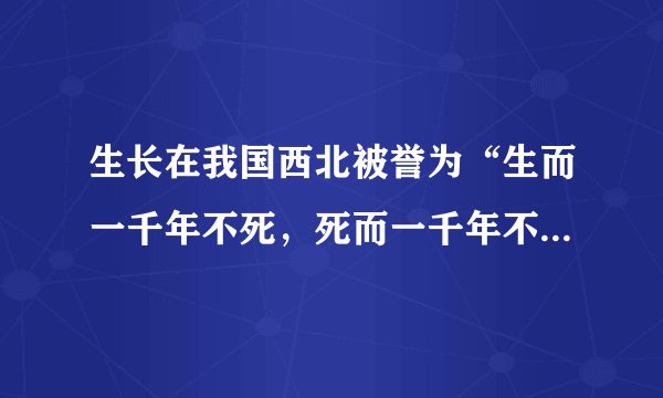 生长在我国西北被誉为“生而一千年不死，死而一千年不倒，倒而一千年不朽”的是树种是