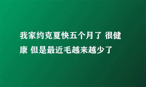 我家约克夏快五个月了 很健康 但是最近毛越来越少了