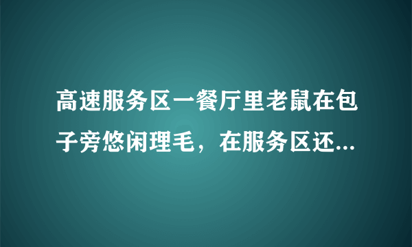 高速服务区一餐厅里老鼠在包子旁悠闲理毛，在服务区还能用餐吗？