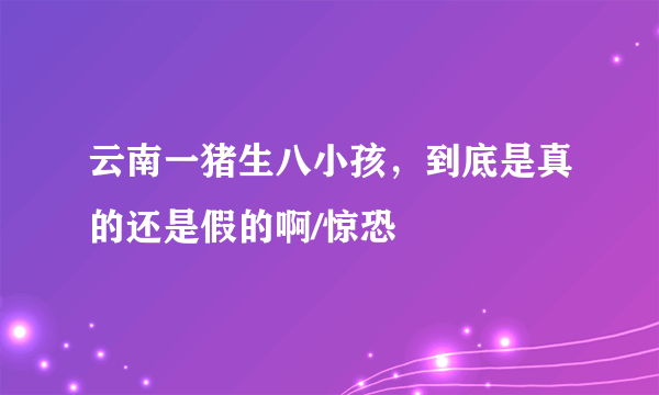 云南一猪生八小孩，到底是真的还是假的啊/惊恐