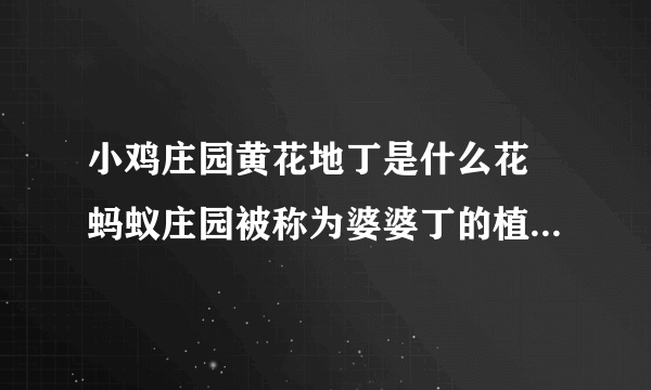 小鸡庄园黄花地丁是什么花 蚂蚁庄园被称为婆婆丁的植物答案早知道