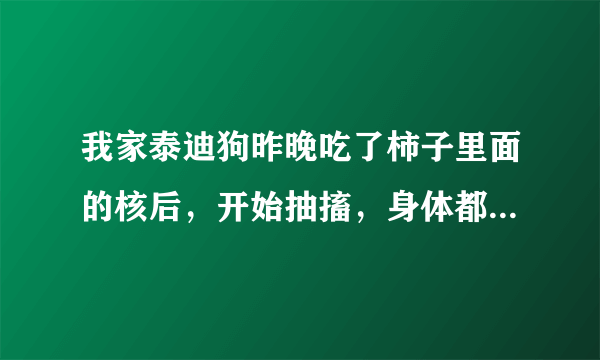 我家泰迪狗昨晚吃了柿子里面的核后，开始抽搐，身体都僵硬了，口吐白