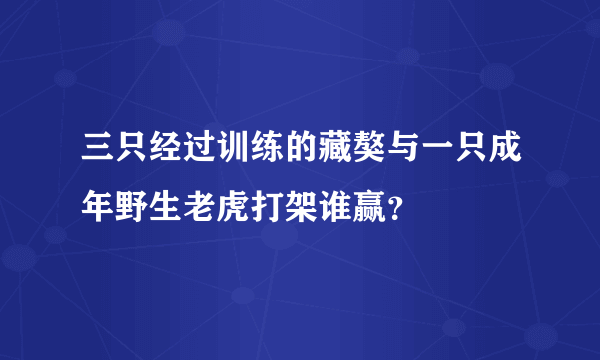 三只经过训练的藏獒与一只成年野生老虎打架谁赢？