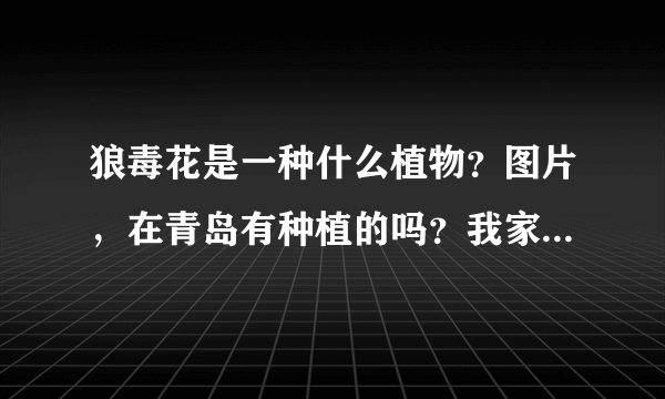 狼毒花是一种什么植物？图片，在青岛有种植的吗？我家里也有一棵说是狼毒花，不知道是不是？