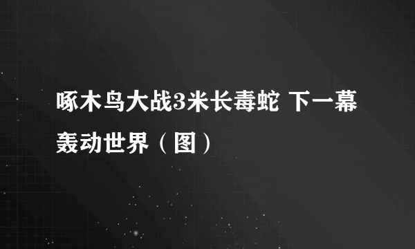 啄木鸟大战3米长毒蛇 下一幕轰动世界（图）