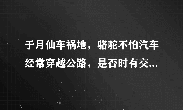 于月仙车祸地，骆驼不怕汽车经常穿越公路，是否时有交通事故发生？